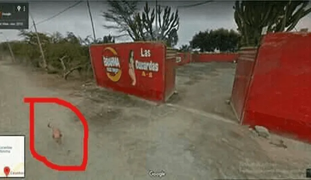 Google Maps capta al perro perdido de un joven peruano en divertida escena que hace reír [FOTOS]