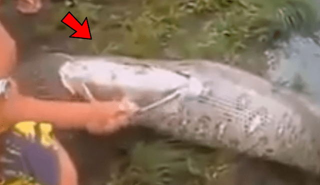 YouTube viral: cercenan el cuerpo de serpiente y encuentran increíble criatura dentro [VIDEO]
