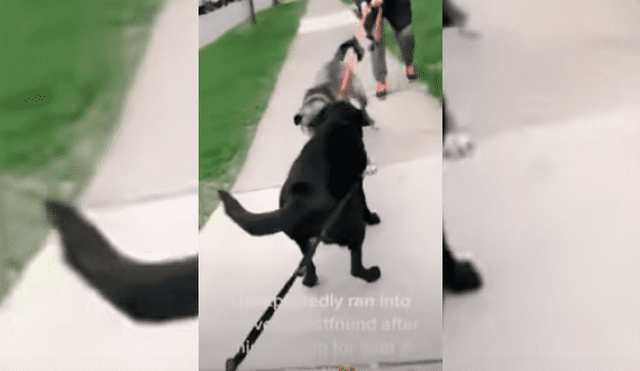 Video es viral en TikTok. Dueña de una de las perritas compartió la emotiva conducta que tuvieron las mascotas cuando se volvieron a ver después de tiempo durante un paseo por su vecindario.