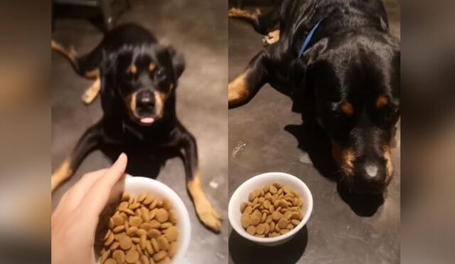 Desliza hacia la izquierda para ver más imágenes del singular comportamiento que tuvo este can al ver que su dueña le dio una comida que no le gustaba. (Foto: captura / TikTok)