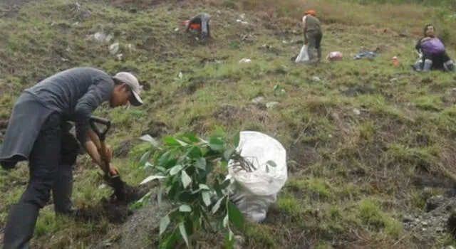 Universitarios de Cusco participan en reforestación del Santuario de Machu Picchu.