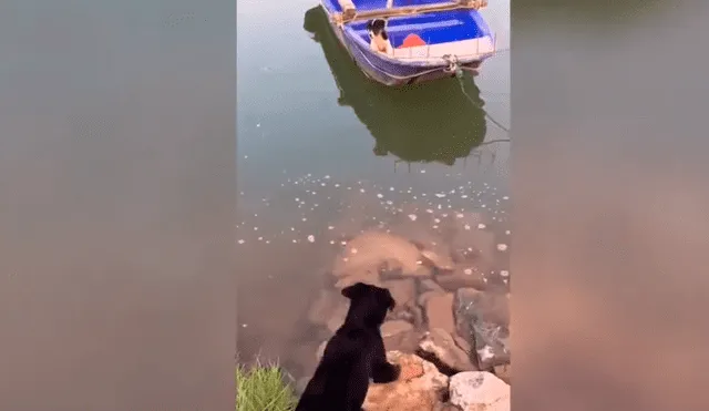 El perro se ganó los aplausos de miles de usuarios por la hazaña que realizó para rescatar a su cría. Foto: captura.