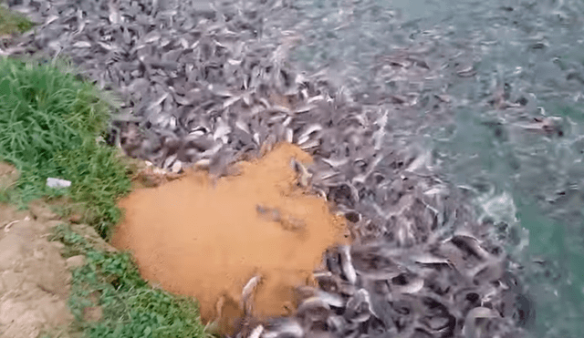 En YouTube, un joven acudió al río para pescar, sin imaginar que encontraría miles de animales marinos.