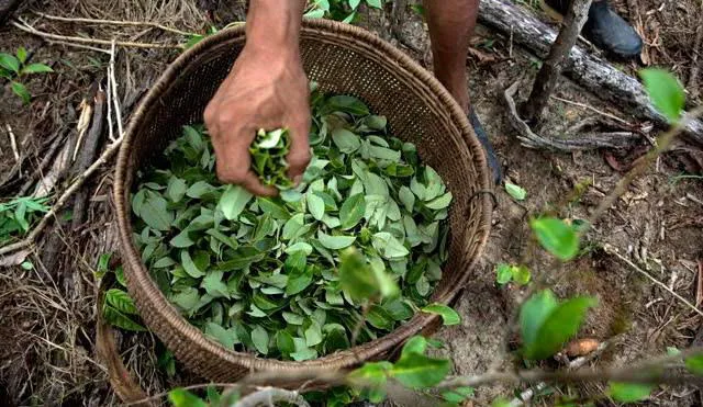 Un agricultor sujeta una cesta de hoja de coca. Foto: AFP.