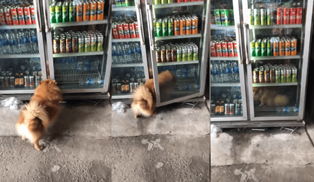 Video es viral en YouTube. El perro llamó la atención del dueño de la tienda, quien lo siguió y  notó que solo quería refrescarse. Foto: Captura.