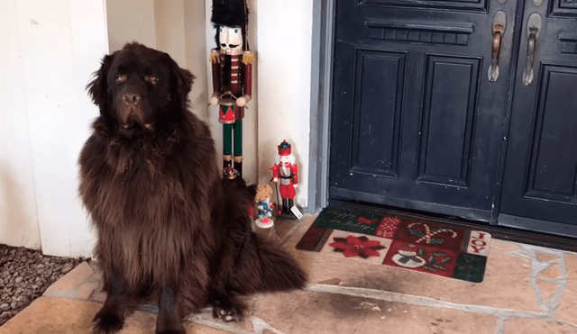 Facebook: perro creyó que era un adorno de Navidad e hizo lo inesperado frente a su dueño