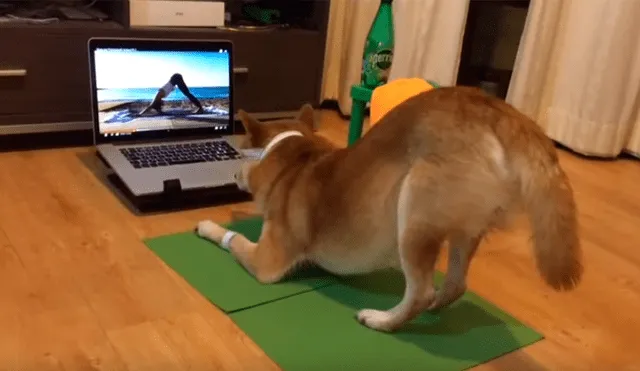 Dueña del can dejó su laptop prendida y cuando regresó se encontró con una graciosa escena de su perro que no dudó en grabar para compartirla en Facebook y YouTube