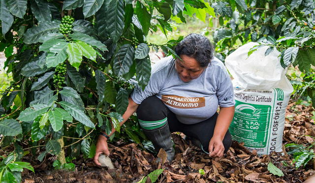 Huánuco: Devida entrega insumos a productores de café y cacao en El Monzón