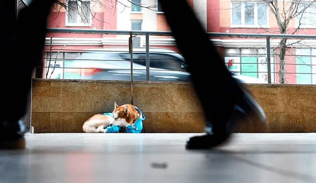 En Facebook se hizo viral la historia de este fiel perro que espera durante largas horas a su dueña.
