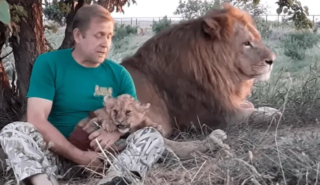 Un cuidador de leones ingresó al recinto para alimentar a un depredador bebé.