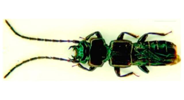 Biólogos peruanos descubren nuevo tipo de escarabajo en nuestro país