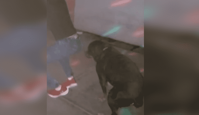 Facebook viral: Perro es sorprendido bailando reggaetón en plena fiesta y su estilo sorprende [VIDEO]