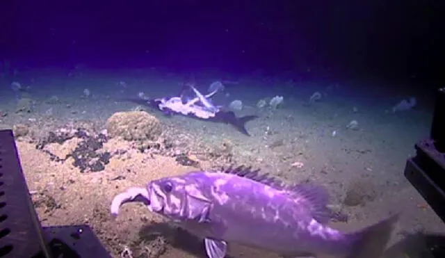 El impactante hecho sucedió en la costa de Carolina del Norte. Foto: Captura/Facebook/NOAA Office of Ocean Exploration and Research