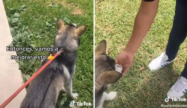 Desliza hacia la izquierda para ver más imágenes de este entrenamiento que ayuda a controlar la ansiedad en los perros. Foto: captura de TikTok