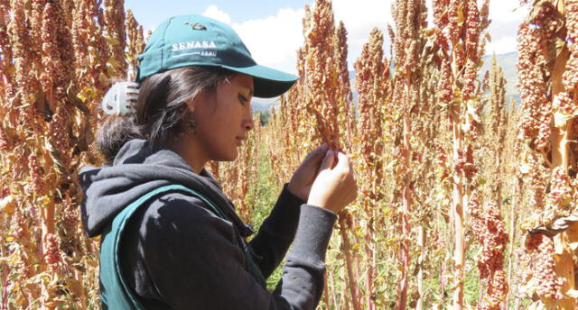 Cultivos de quinua fueron afectados por el parásito de mildiú en Ccopamaya