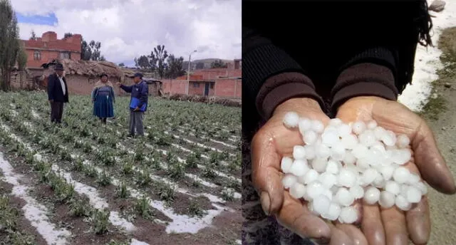 Intensa granizada provocó graves daños en cultivos de Puno