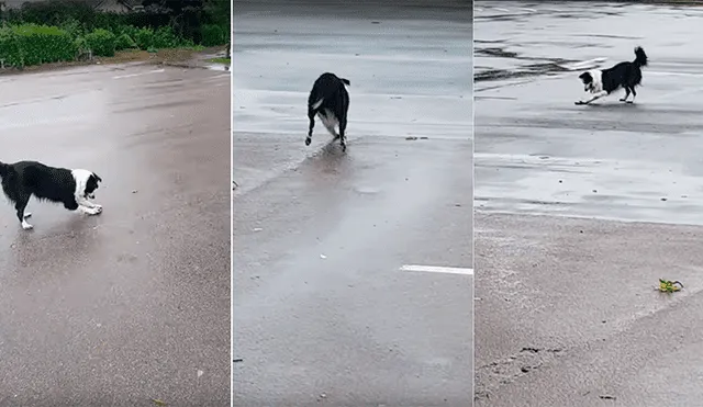 Facebook: Gran sorpresa causó un perro en redes al patinar con una piedra [VIDEO]