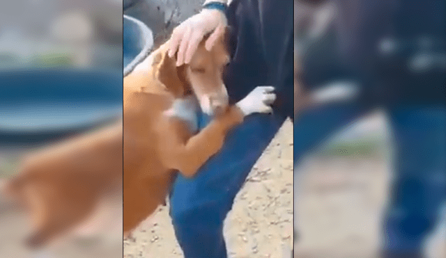 Video es viral en Facebook. Periodista fue sorprendido por la conmovedora conducta de un can cuando acudió a un refugio de perros abandonados para realizar un reportaje
