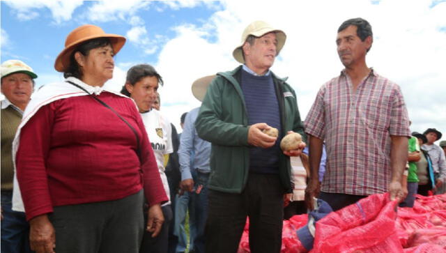 Ministerio de Agricultura adquirió cerca de 500 toneladas de papa en Junín