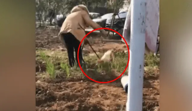 Perro es encontrado con las piernas cortadas y lo salvan de milagro [VIDEO]