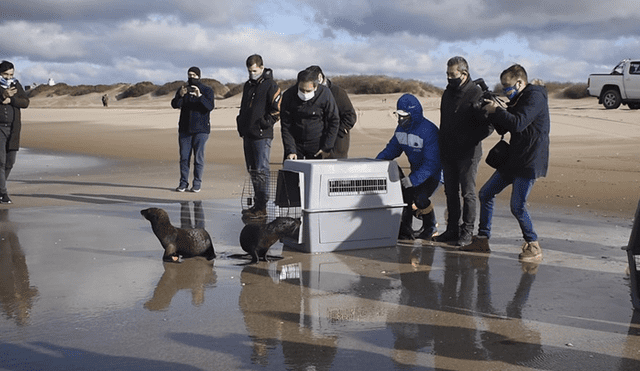 El ministro Juan Cabandié de Argentina presenció el regreso de los animales a aguas saladas. Foto: captura.