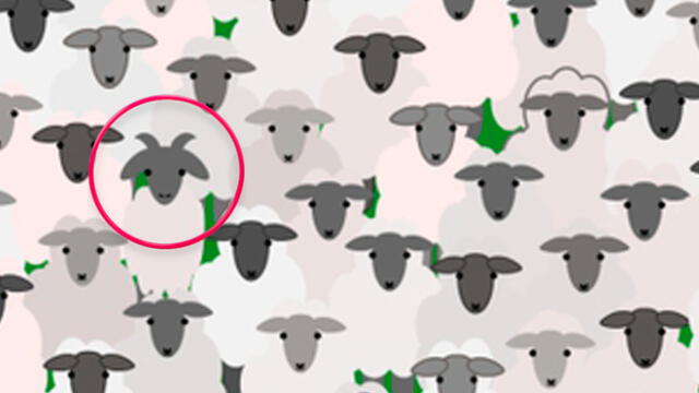 Desliza las imágenes para ver la ubicación de la traviesa cabra que se escondió entre un rebaño de ovejas. Foto: Facebook