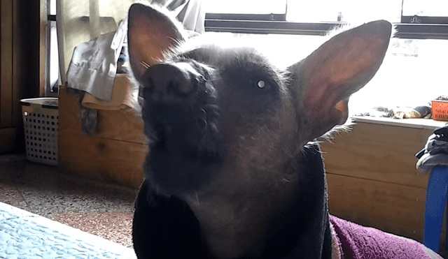 Facebook: ¿perro peruano dice "mamá"? video genera confusión en Internet 