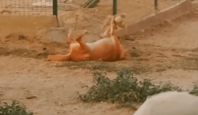 En Facebook, un joven acudió a un refugio de animales y quedó espantado al creer que un perro tenía un fuerte enfrentamiento.