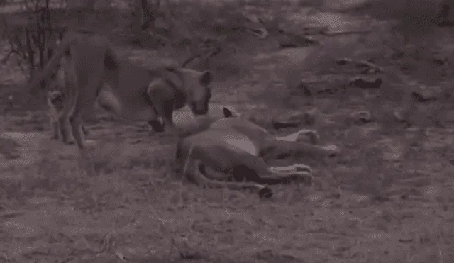 Turistas se topan con familia de leones y graban conmovedora escena jamás antes vista.