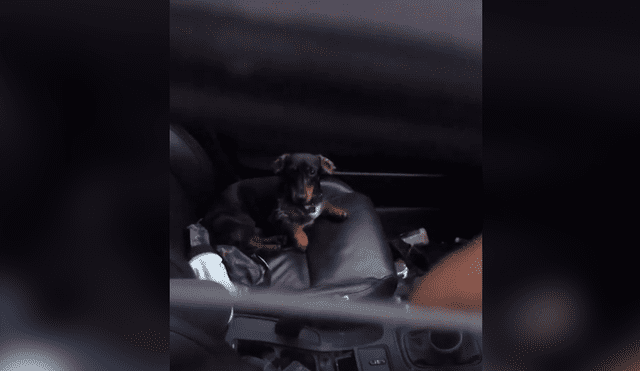 El perrito protagonista del video de Facebook, apretó el botón que bloquea todas las puertas del vehículo impidiéndole entrar a su dueño.