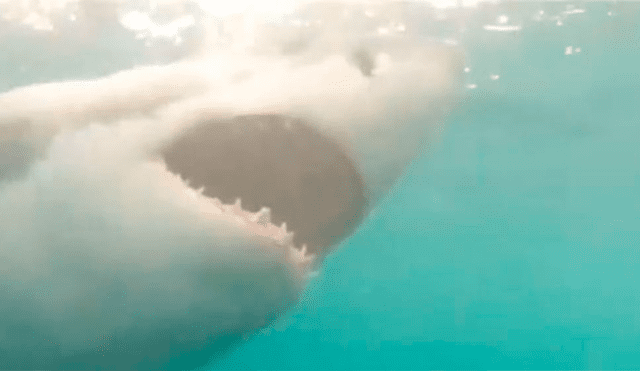 Hombre le juega una cruel broma a enorme tiburón y graba una aterradora escena [VIDEO] 