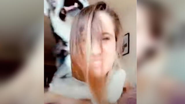 Desliza las imágenes para ver la peculiar reacción que tiene un perro husky siberiano al ve que su dueña quiere tomarse un selfie. Foto: RM Videos