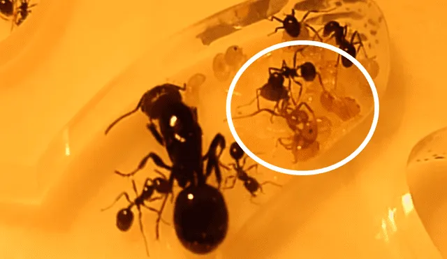 Facebook: graban el nacimiento de una hormiga y su metamorfosis genera impacto [VIDEO]