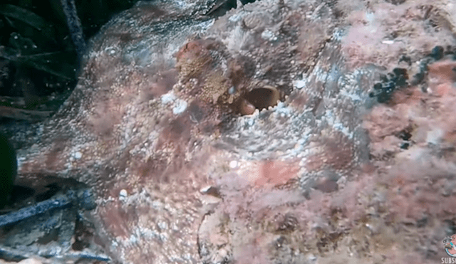 YouTube viral: se sumerge en el fondo del mar y capta a extraña criatura ‘invisible’ que lo aterra con su aspecto