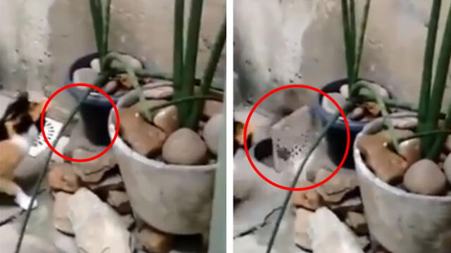 YouTube: ratón 'ninja' realiza increíble pirueta y huye épicamente de un gato