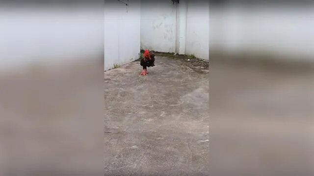 Vía Facebook: dueños encuentran a su gallo en divertida situación y miles se carcajean [VIDEO]