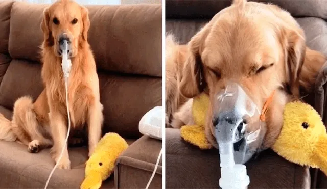 Es necesario que Fred reciba nebulizaciones en casa para hidratar y dispensar oxígeno a sus vías respiratorias. (Captura: Clarín)