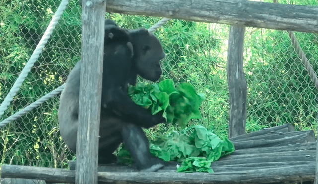 Gorila ‘glotón’ y ‘egoísta’ quita lechuga a sus compañeros y se lo come solo [VIDEO] 