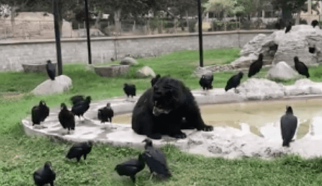 El oso llamado "Coronel" tratando de ahuyentar a los gallinazos.