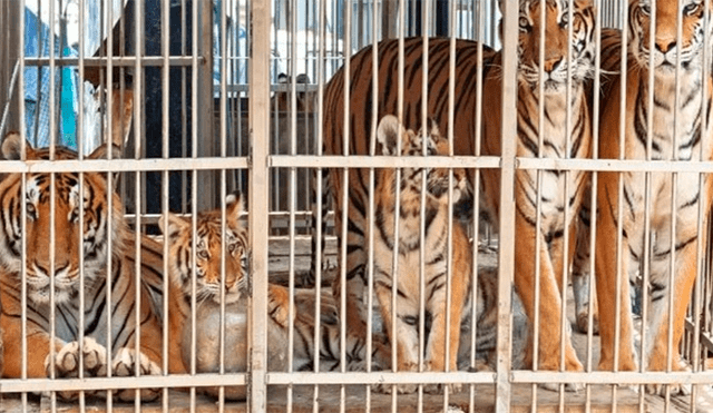 Operación Libertad: rescatan 17 felinos de un circo y los trasladan a reserva natural en Sudáfrica [VIDEO] 