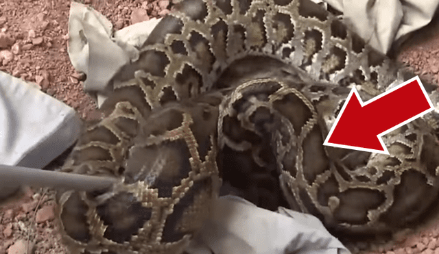 YouTube viral: recatistas quedan en shock al encontrar a enorme serpiente que se tragó a un gato [VIDEO]