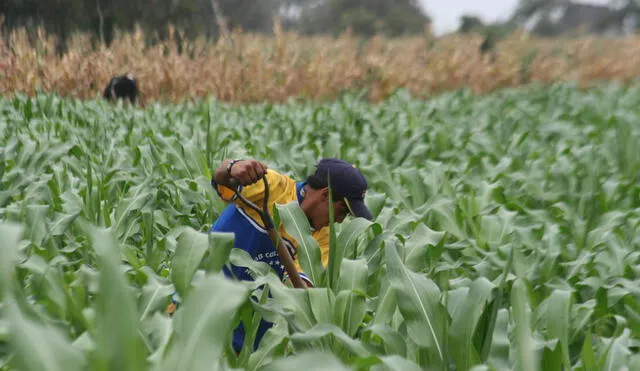 Minagri trabaja con productores para mejorar la venta del maíz