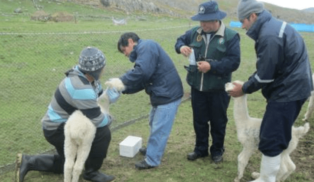 Sanmarquinos crean vacuna que reduce mortandad en alpacas bebés