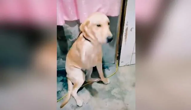 Desliza las imágenes para ver la curiosa escena que protagonizó esta mascota al ser descubierta por su dueña en plena travesura. Fotocaptura: Fabiola Boittano/TikTok