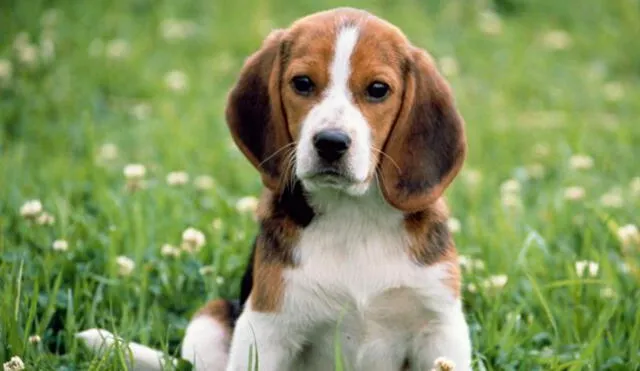 Los Olivos: organizan campaña de adopción de perros 