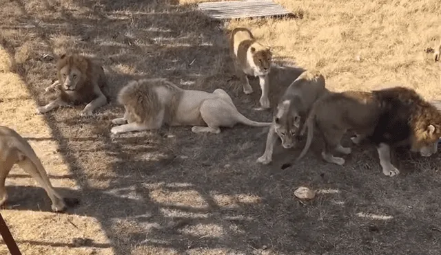 YouTube viral: hombre entra a jaula de leones para alimentarlos y ocurre lo inesperado [VIDEO]