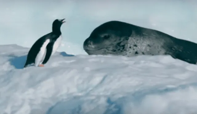 El león marino salió del agua y subió por el trozo de hielo para devorar al ave. Foto: BBC Earth