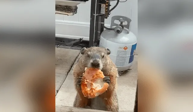 Desliza las imágenes para conocer el singular delito que cometió una marmota tras invadir una casa.