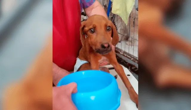 Facebook viral: encuentra perro moribundo en la calle, lo adopta y luego de algunos meses luce así