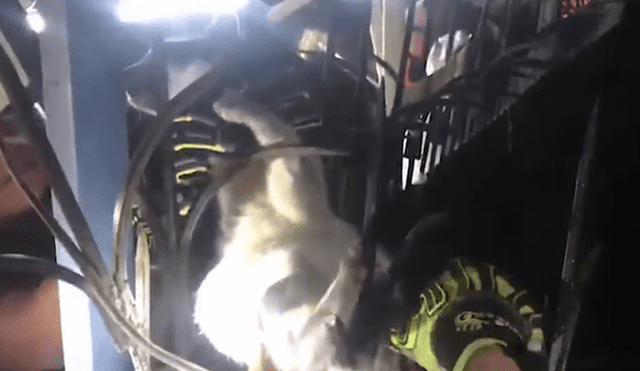YouTube viral: rescatan a travieso gatito que quedó atascado en barandas de hierro [VIDEO]